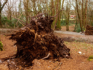 Wall Mural - scene in a forest park after powerful hurricane with trees fallen on the ground. effect of a strong 