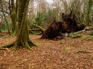 Wall Mural - scene in a forest park after powerful hurricane with trees fallen on the ground. effect of a strong 
