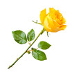 © BraveSpirit - Vibrant yellow rose with lush green leaves and long stem, cut out