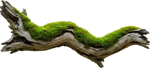 Lush green moss growing on a weathered wooden branch isolated transparent background perfect for nature designs