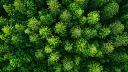 Poster - Breathtaking overhead shot of a lush green forest filled with varied tree species and foliage : Generative AI