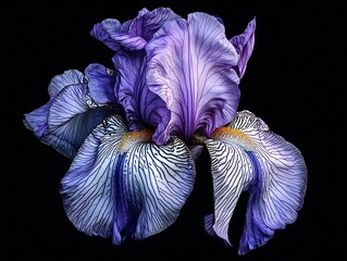 Poster - Stunning close up of a purple iris flower revealing exquisite layers and textures against a dark background : Generative AI