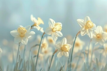 Aufkleber - Delicate daffodils bloom gracefully in a serene garden during the early morning light of spring season