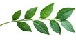 © Mr.Thongkhao - Leafy Branch: A sprig of lush green leaves showcases the intricate details of nature's artistry