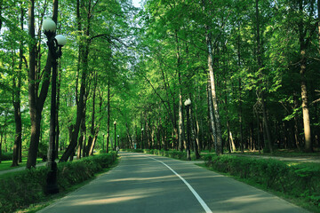Wall Mural - spring forest, trees and young branches with foliage in the park, abstract background of nature