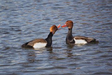 Aufkleber - Two male red-crested pochards arguing. One has its beak wide open as if shouting at the other and they are bout to fight.