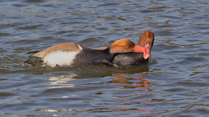 Aufkleber - Two male red-crested pochards fighting. they have their beaks locked around each others as the swim on the water which has space for text