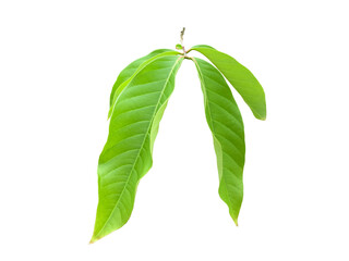 Wall Mural - isolated green leaves of queen crepe myrtle on white background with clipping paths.