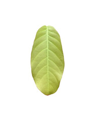 Wall Mural - isolated green leaves of queen crepe myrtle on white background with clipping paths.