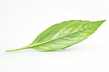 Poster - Single fresh basil leaf showcasing vibrant green hues against a seamless white background with minimalist style