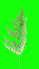 Wall Mural - Drying Fern leaves against green CHROMA key, vertical orientation