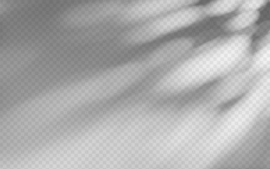 Wall Mural - abstract shadow overlay from foliage on a transparent background.