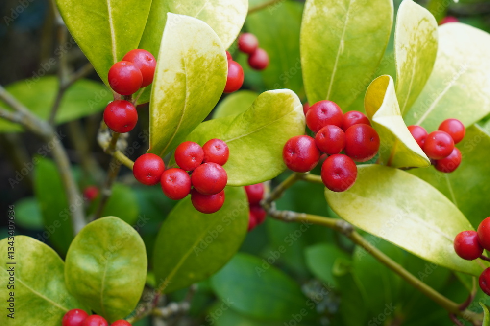 seasonal foliage in garden. red berries and green leaves nature background. 