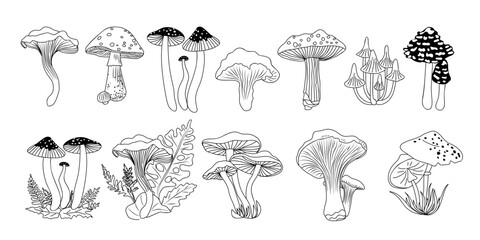 Set of different Forest mushrooms hand drawn line art vector illustrations. Collection of Outline black ink sketch drawings isolated on transparent background. Contour black line monochrome.