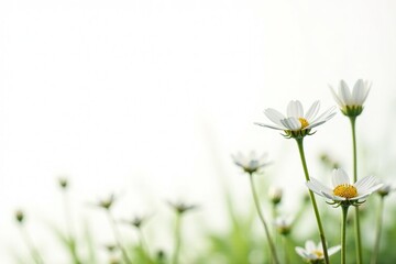 Wall Mural - Delicate white wildflowers against pure white background, gentle, blossom