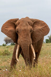  Słoń afrykański (Loxodonta africana), ogromny samiec z wielkimi kłami pasący się na sawannie w Park Narodowy Tsavo East, Kenia, Afryka