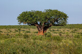 baobab, prawdziwe zdjęcie ogromnego drzewa rosnącego samotnie na sawannie w parku narodowym Tsavo Est w Kenii