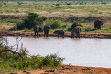 Słoń afrykański (Loxodonta africana), rodzina przy wodopoju na sawannie w Park Narodowy Tsavo East, Kenia, Afryka