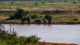 Słoń afrykański (Loxodonta africana), rodzina przy wodopoju na sawannie w Park Narodowy Tsavo East, Kenia, Afryka
