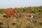 pokryty czerwoną ziemią słoń na sawannie w Kenii wśród białych małych ptaków