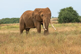 Słoń afrykański (Loxodonta africana), ogromny samiec z wielkimi kłami pasący się na sawannie w Park Narodowy Tsavo East  i rezerwat wzgórz Taita, Afryka
