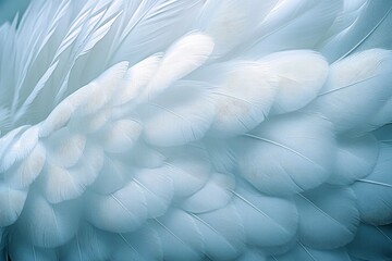 Poster - Soft textures of white feathers create a serene atmosphere, highlighting nature's delicate beauty in a close-up view
