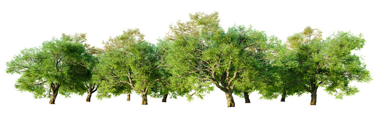 Poster - Oak green forest isolated on transparent background. 3D render.