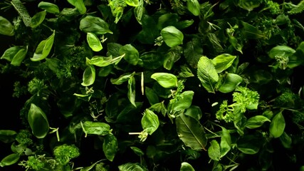 Poster - Super Slow Motion of Flying Fresh Herb Leaves. Filmed on High Speed Cinema Camera, 1000 fps. Camera Placed on High Speed Cine Bot, Rotating.