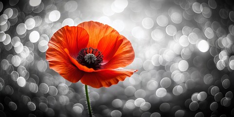 Wall Mural - Top View Silhouette Poppy Flower Bloom - High Resolution Stock Photo