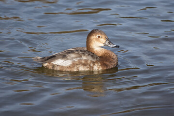 Aufkleber - close up portrait of a female common pochard, Aythya ferina, as she swims on the water which has space for text copy