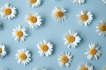 Poster - Chamomile flowers arranged flat on a blue background creating a pattern of natural beauty in spring and summer Generative AI