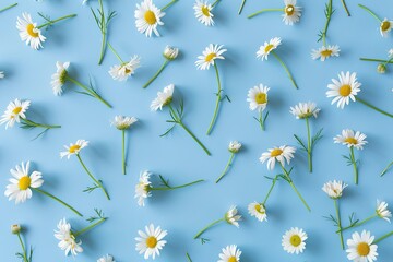 Fototapete - Chamomile flowers arranged neatly on a blue background showcasing spring and summer florals from a top-down perspective Generative AI