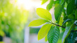© Suryanto - Close Up Of Green Leaves On Branch With Blurred Background And Sunlight Shining Through