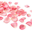 © Ranaafra - Pink Rose Petals: Free Stock Photo