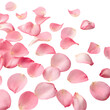 © Ranaafra - Pink Rose Petals Scattered, Background