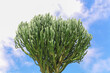 © niltonemaia - Candelabra Cactus (Euphorbia ingens) with dense green branches, silhouetted against blue sky with white clouds. Ideal for projects on botany, nature, and landscapes.