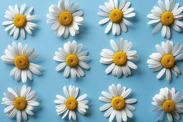 Fototapete - Chamomile flowers arranged in a flat pattern on a blue background showcasing the beauty of spring and summer blooms Generative AI