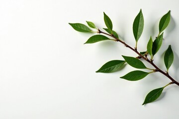 Wall Mural - Brown branch with small leaves against a white surface, landscape, rustic
