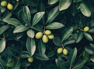 lush green foliage with vibrant unripe olives growing among glossy leaves in a sun-drenched mediterr