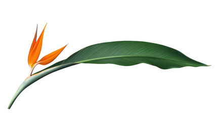 Fototapete - Bird of paradise flower stem with vibrant orange petals and lush green leaf on transparent background