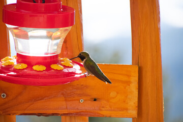 hummingbird at feeder