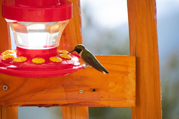 hummingbird at feeder