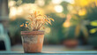 © Erika - una maceta vieja con ramas de plantas secas en el jardin al aire libre plantas deshidratadas follaje sin vida