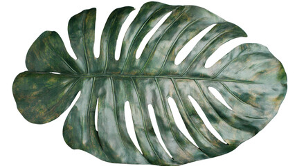 Fototapete - Monstera deliciosa leaf isolated on transparent background, showing deep green veins