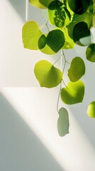 Leinwandbilder - Minimalist Green Leaf Aesthetic Biophilic Design Inspiration for Wellness Spaces, Sustainable Interior Styling with Natural Light and Organic Texture