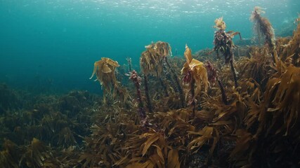 Fototapete - Arctic underwater seascape. Brown seaweed moves in the cold water of the Barents Sea