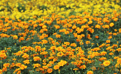 Wall Mural - bunches of blooming gorgeous orange and yellow marigold in the field