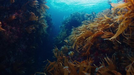 Fototapete - Arctic underwater seascape. Red seaweed moves in the cold water of the Barents Sea