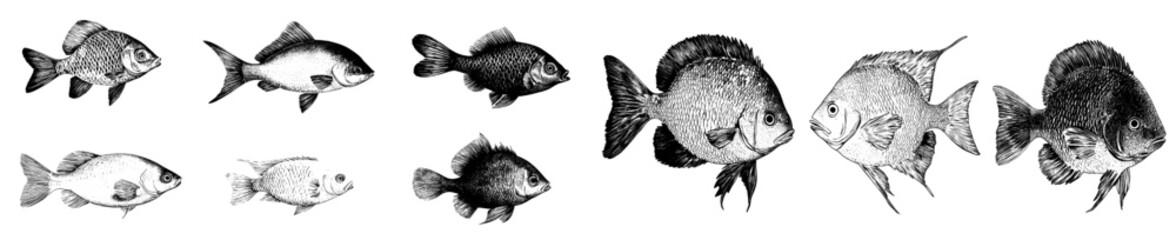 Poster - Fish sketches and fishes tattoo drawing featuring seafood and ocean or river water animals like trout and salmon with fin retro vintage sketch set and modern illustration