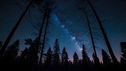 Wall Mural - Dark sky covered with glowing stars over silhouette of tall forest trees at night time